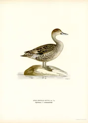Pintail do Norte (lito colorido)