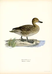 Pintail do Norte (lito colorido)