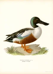 Escavadeira do Norte (lito colorido)