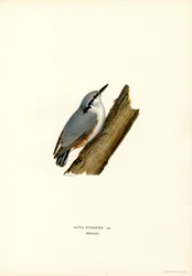 Nuthatch (membros da cor)