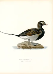 Oldsquaw Duck (cor litho)