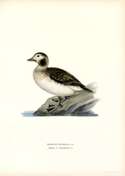 Pato Oldsquaw (lito colorido)