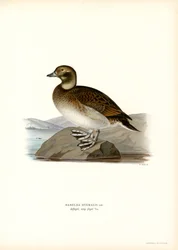 Oldsquaw Duck (cor litho)