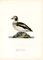 Oldsquaw Duck (cor litho)