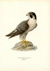 Falcão Peregrino (cor litho)