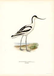 Pé Avocet (cor litho)