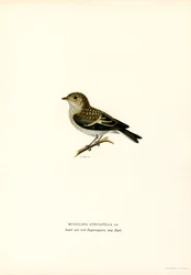 Pied Flycatcher (lito a cores)
