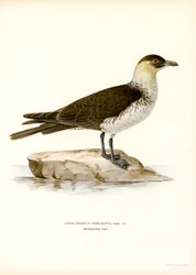 Pomarine Skua (cor litho)
