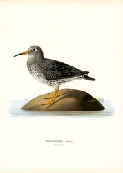 Maçarico de areia púrpura (cor litho)
