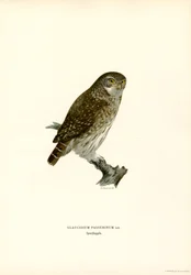 Coruja Pigmeu (cor litho)