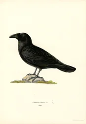 Raven (lito colorido)