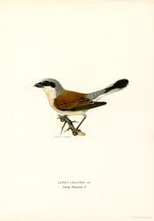 Shrike de costas vermelhas (cor litho)