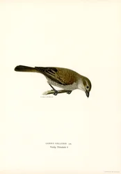 Shrike de costas vermelhas (cor litho)