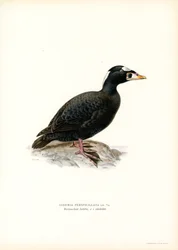 Scoter de bico vermelho (cor litho)