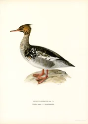 Merganser de peito vermelho (cor litho)