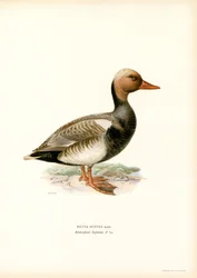 Pato de crista vermelha (lito colorido)