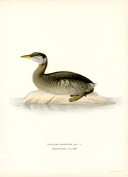 Grebe de pescoço vermelho (lito colorido)