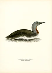 Red-throated Diver (cor litho)