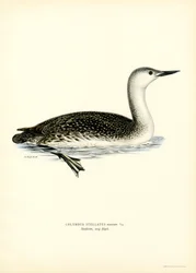 Red-throated Diver (cor litho)