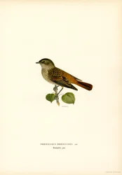 Rabirruivo-de-testa-branca