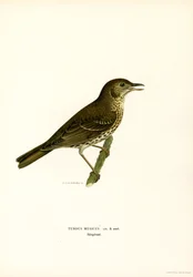 Asa vermelha (cor litho)