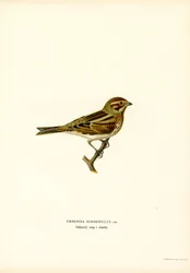Reed Bunting (lito colorido)