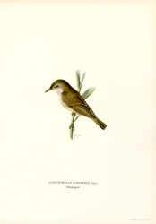 Reed Warbler (cor litho)