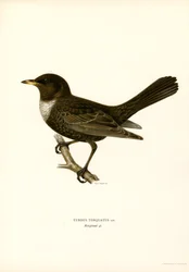 Ring Thrush (lito a cores)