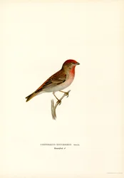 Rosefinch (lito a cores)