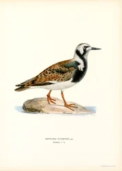Ruddy Turnstone (lito colorido)