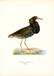 Ruff (cor litho)