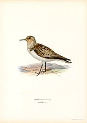 Sanderling (lito colorido)