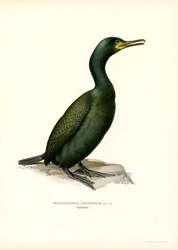 Corvo-marinho-de-crista