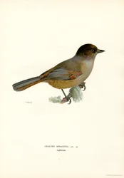 gaio siberiano (cor litho)