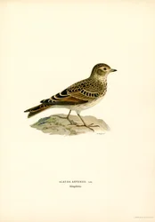 Skylark (lito colorido)