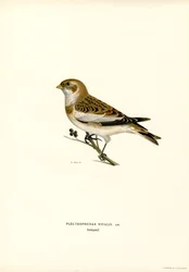 Snow Bunting (cor litho)