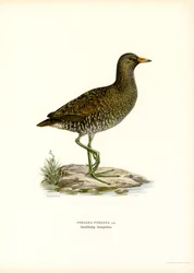Crake manchado (lito colorido)