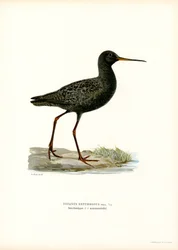 Spotted Redshank (cor litho)