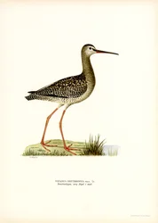 Spotted Redshank (cor litho)
