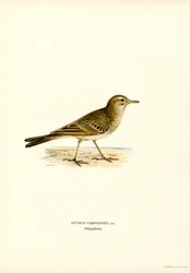Tawny Pipit (cor litho)