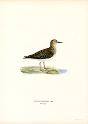 Stint de Temminck (lito colorido)
