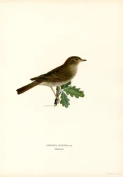 Thrush Nightingale (lito colorido)