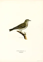 Pipit de árvore (cor litho)