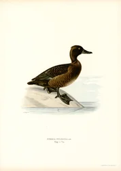 Pato Tufted Duck (cor litho)