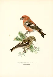 Bico cruzado de duas barras (cor litho)