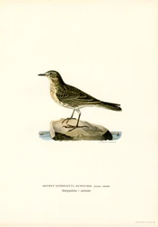 Pipit de água (cor litho)