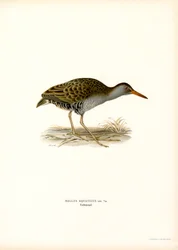 Barra de água (cor litho)