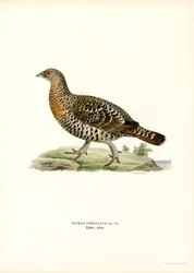 Western Capercaillie (lito a cores)