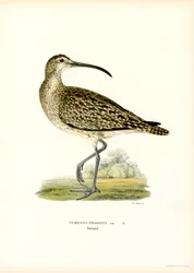 Whimbrel (lito colorido)