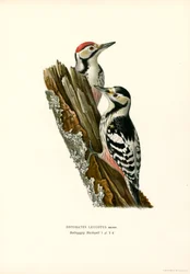 Pica-pau de costas brancas (cor litho)